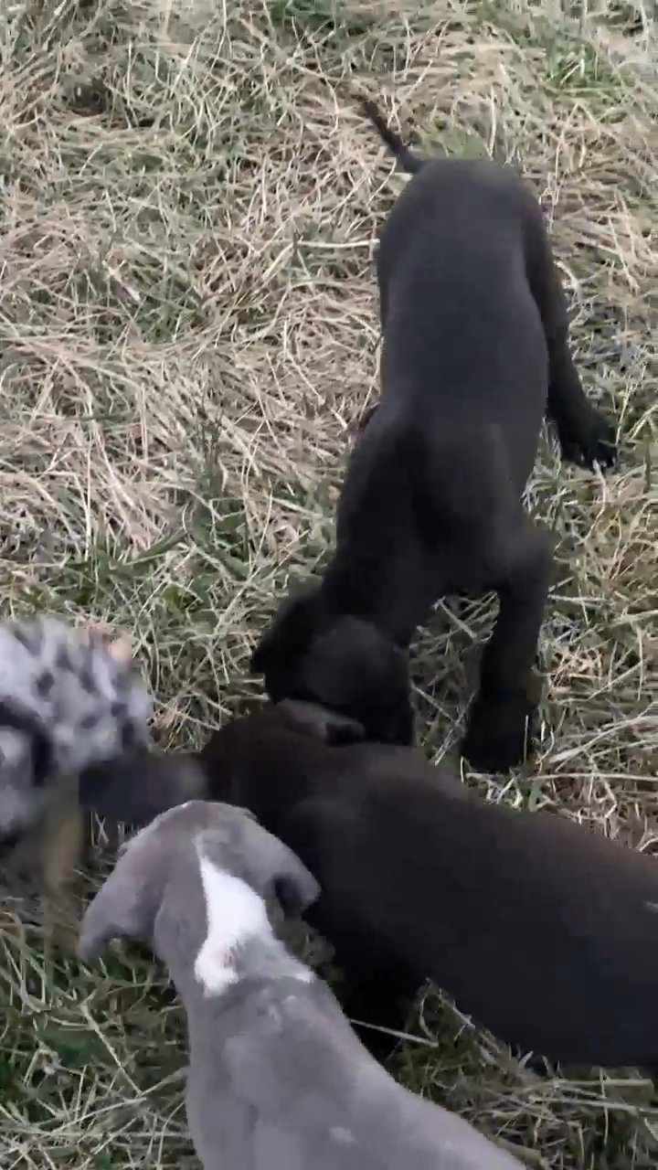 Great Dane Puppies in Richmond, Virginia