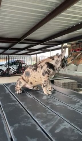Fawn Merle in Arlington, Texas