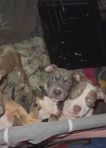 American Bully in Royal Oak, Michigan