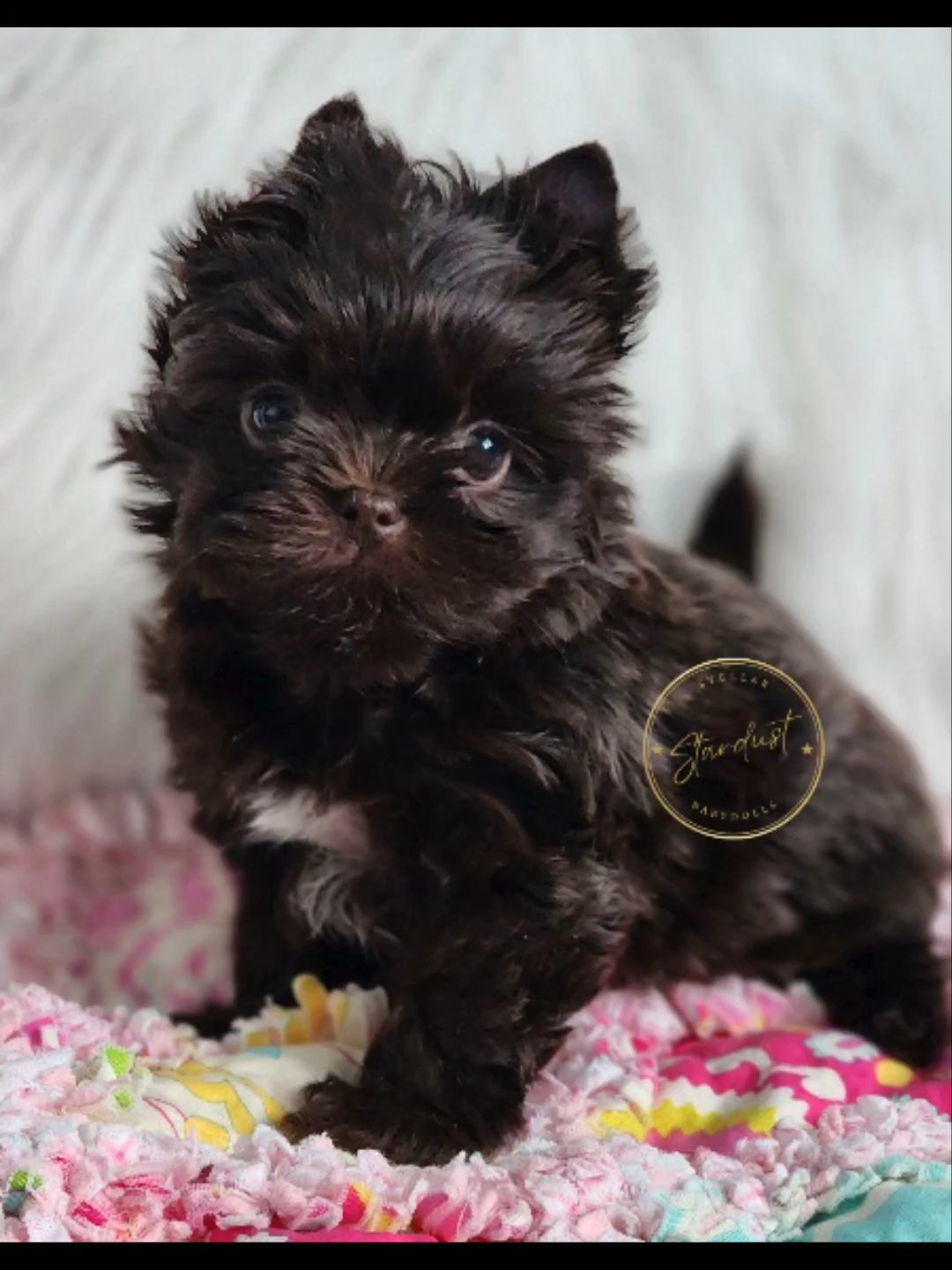 Reserved ?Tiny Coco in Chicago, Illinois