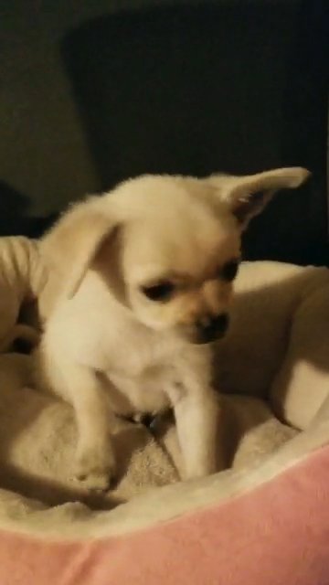 "Snoopy" pomeranian pug white puppy in Fresno, California