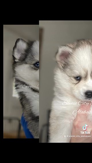 4 Pomsky Babies in Chattanooga, Tennessee