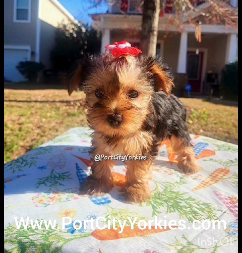 Yorkie Female Puppy - Noelle (Pending Adoption) in Charleston, South Carolina