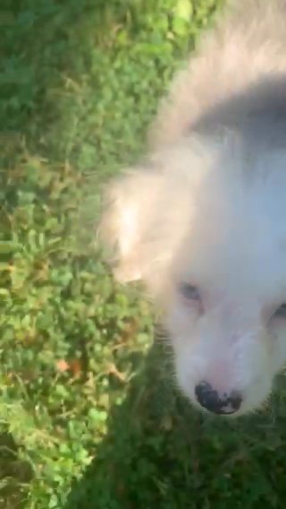 Mix  Australian Shepherd in Pittsburgh, Pennsylvania