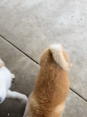 Japanese Akita in Los Angeles, California