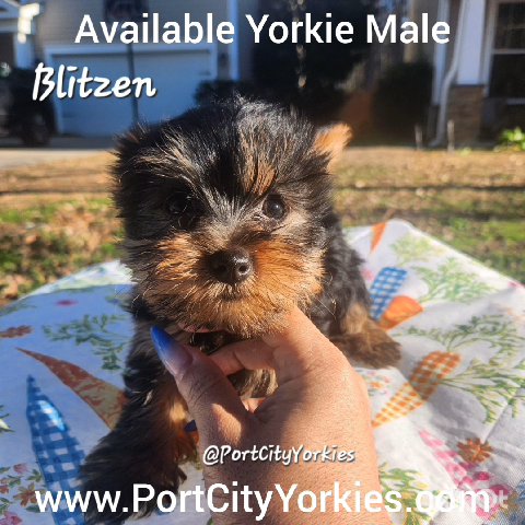 Yorkie Male Puppy Available- Blitzen in Charleston, South Carolina