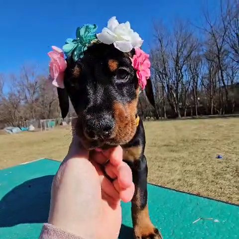 Female Doberman in Lebanon, Ohio