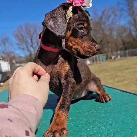 Full Euro Doberman pups in Lebanon, Ohio