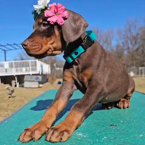 Full Euro Female Doberman in Lebanon, Ohio