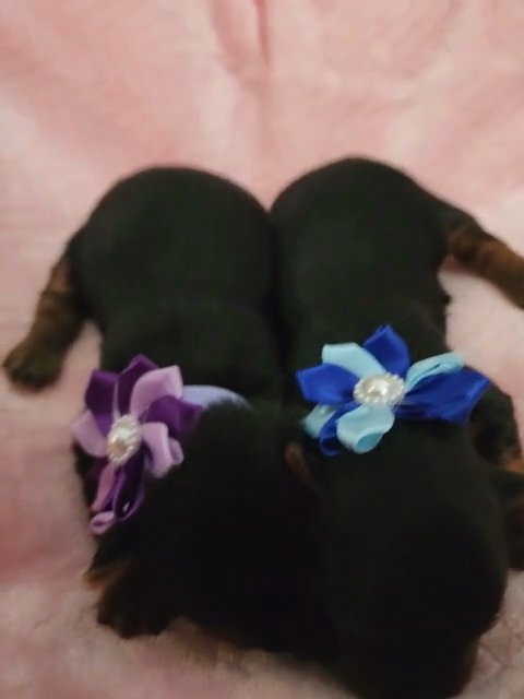 **SOLD** AKC Yorkies in Augusta, Georgia