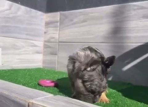 HUNCHO - Black / Tan TRI Fluffy MALE French BULLDOG in Denver, Colorado