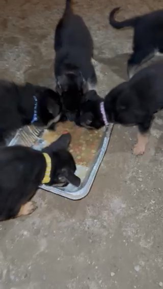 German Shepherd Puppies in Avenal, California
