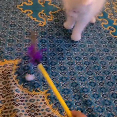 rehoming mainecoon kitten in Seattle, Washington
