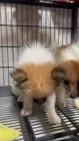 Pomeranians in Fayetteville, North Carolina