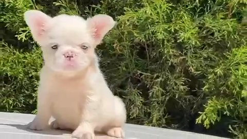 Platinum Fluffy FEMALE French bulldog in Denver, Colorado