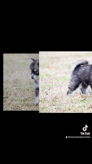 Sebastian-Pomsky in Baton Rouge, Louisiana