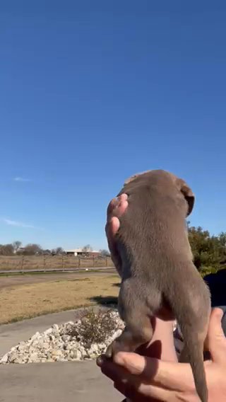 Male miniature dachshund in Corpus Christi, Texas