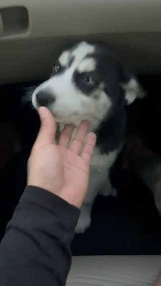 Puppy Husky in West Palm Beach, Florida