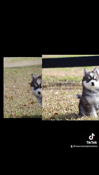 Blaze-F4 Pomsky in Baton Rouge, Louisiana