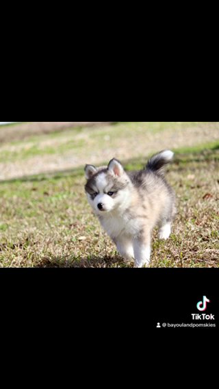 Cinder-F4 Pomsky in Baton Rouge, Louisiana