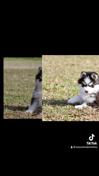 Flame-F4 Pomsky in Baton Rouge, Louisiana