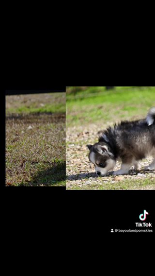 Ash-F4 Pomsky in Baton Rouge, Louisiana