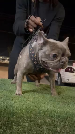 Micro Female Blue Fluffy Carrier in Phoenix, Arizona