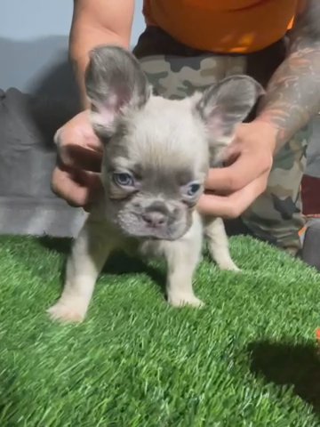 Lilac Tri Fluffy Female Frenchie in Phoenix, Arizona