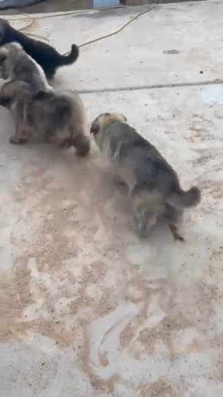 German Sheperd in Houston, Texas