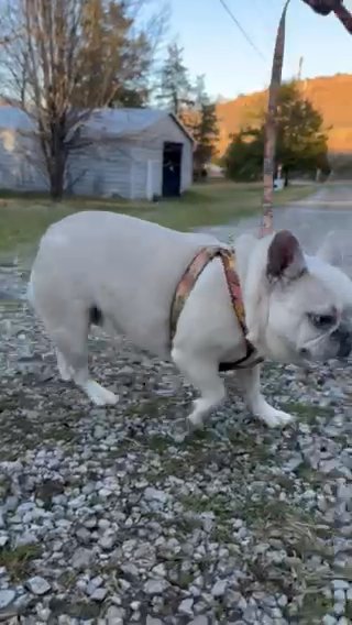 Lola - Retired Lilac fawn merle Female in Crossville, Tennessee