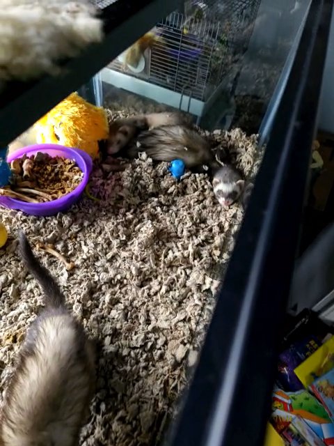 Ferrets in Richmond, Virginia