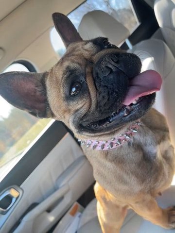 Female French Bulldog in Knoxville, Tennessee