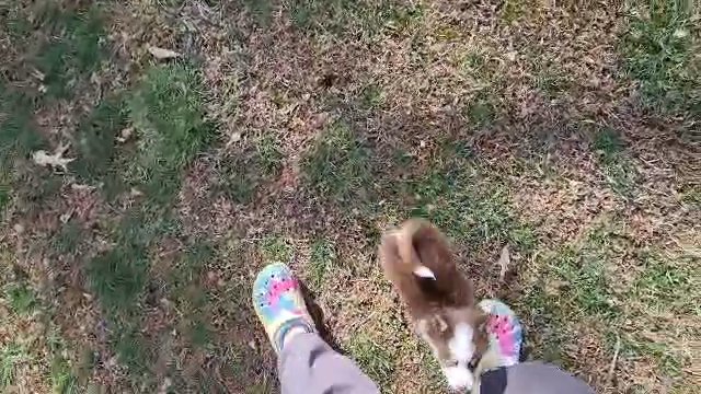 Toy size Pomsky puppy Blue eyes in Gastonia, North Carolina