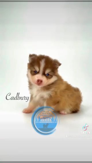 Pomsky Pups in Port Huron, Michigan