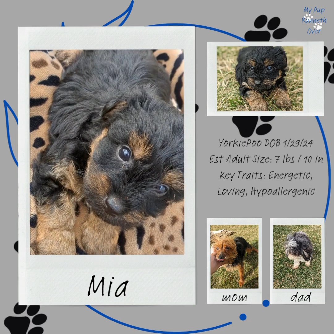 Mia (Yorkipoo) in Goshen, Indiana