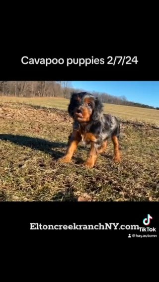 ECR cavapoos +health/guarantee in Buffalo, New York