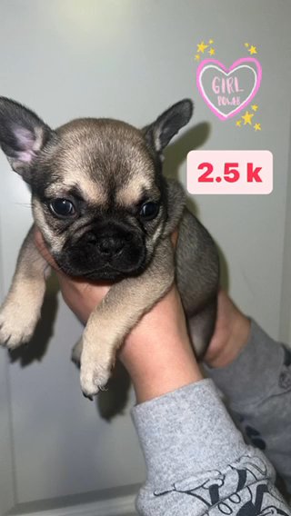 French Bulldog in Sacramento, California