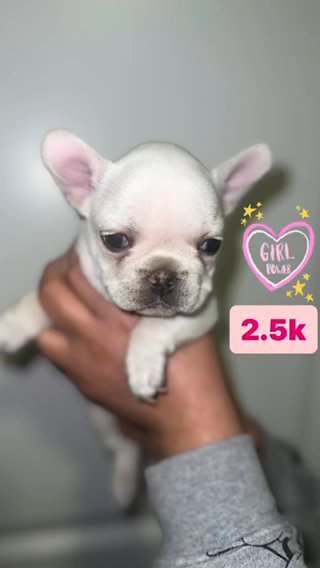 French Bulldog in Sacramento, California