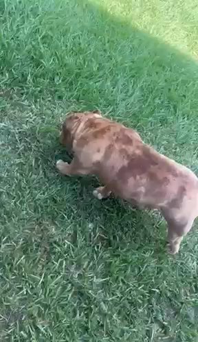 American Bully  Merle Male in Tampa, Florida