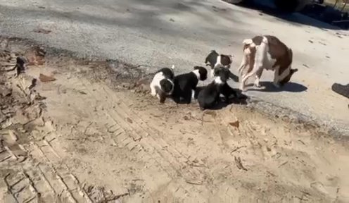 Boston Terrier Puppies In Need Of Permanent Homes in Tyler, Texas