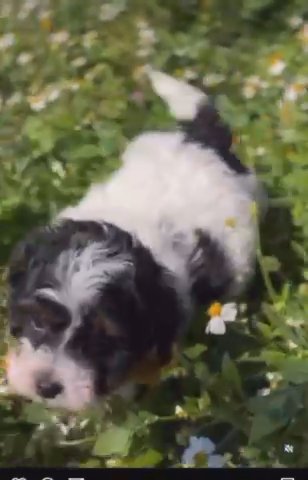 Mirco Bermendoodle in Kissimmee, Florida