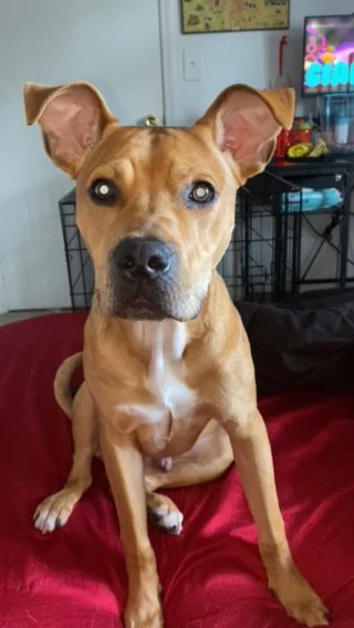 Oden in Lakeland, Florida