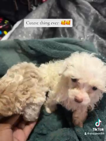 Mini Poodles in Tampa, Florida