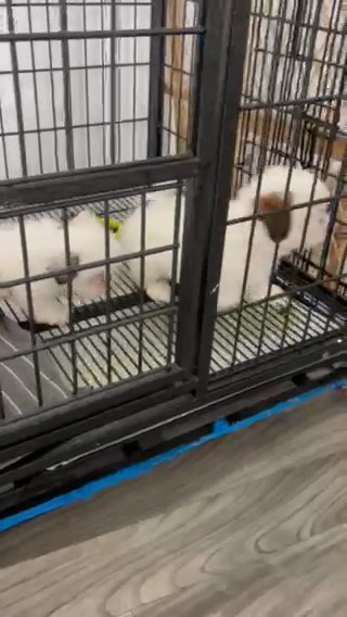 Akc Shutzu in Kissimmee, Florida