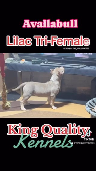 Lilac Tri-Female in Milwaukee, Wisconsin