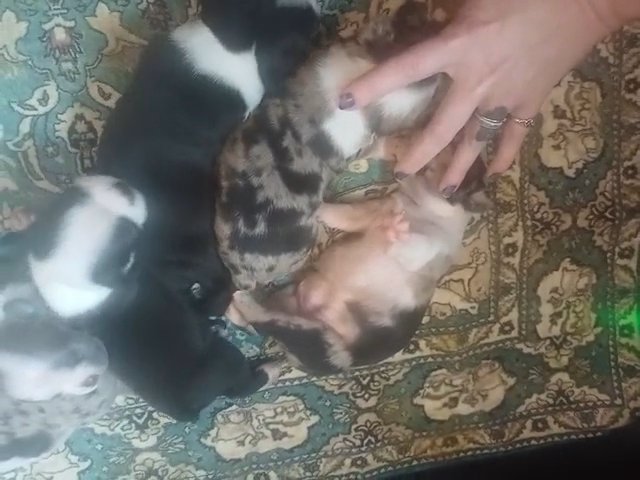 Exotic Boston terrier in Anniston, Alabama