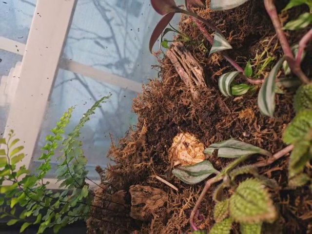 Strawberry pineapple pacman frog in Rockville, Maryland