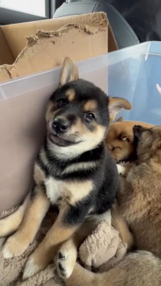 Shiba Inu 8 Week Old Male Puppy in Los Angeles, California