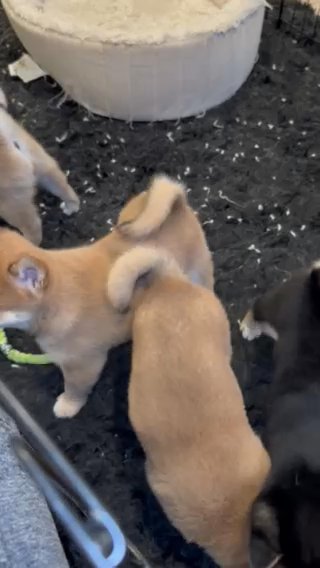 Shiba inu 8 Week old male puppies in Los Angeles, California