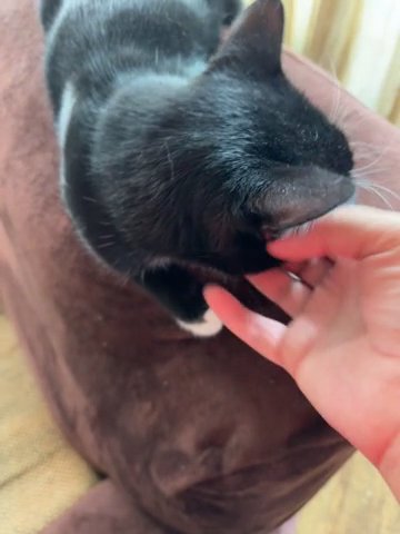 Cat in Anaheim, California